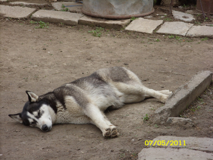 SN851144 - husky