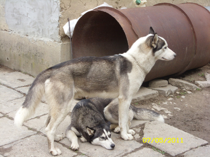 SN851150 - husky