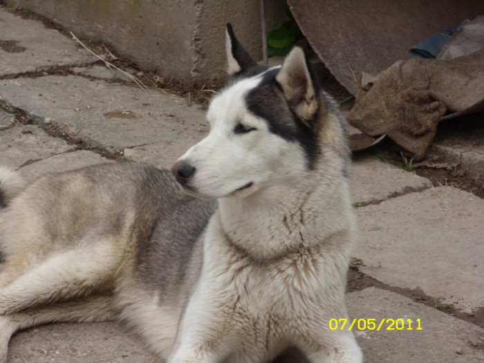 SN851158 - husky