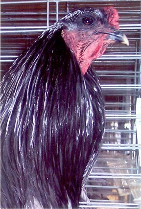 5 - Ayam Gallak