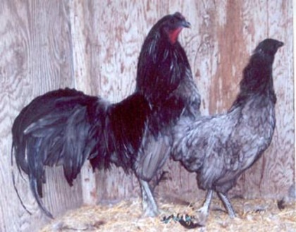 6 - Ayam Gallak