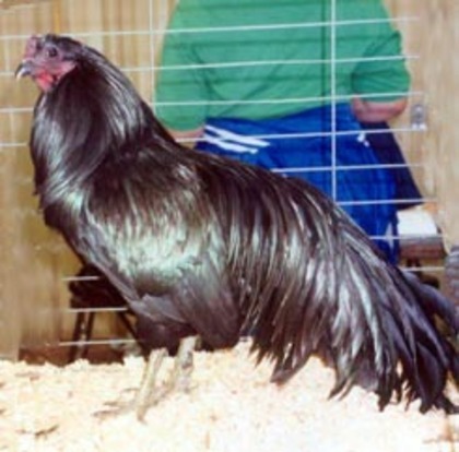 9 - Ayam Gallak