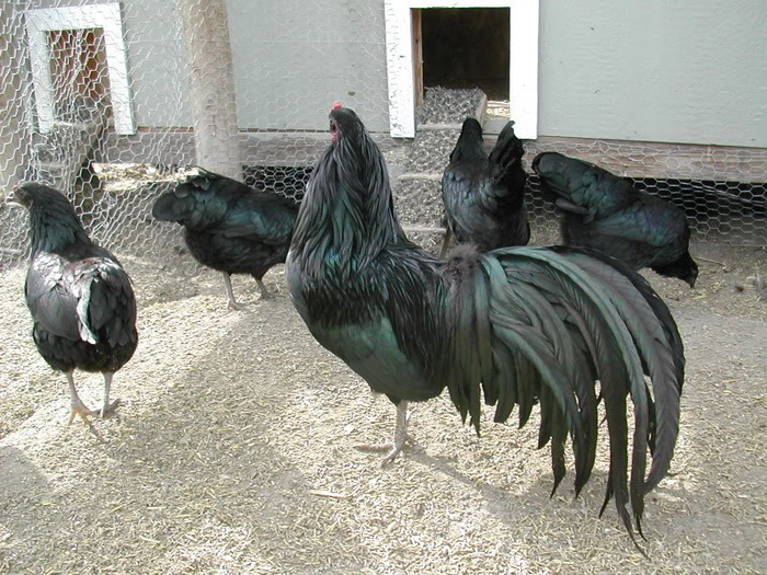 12 - Ayam Gallak