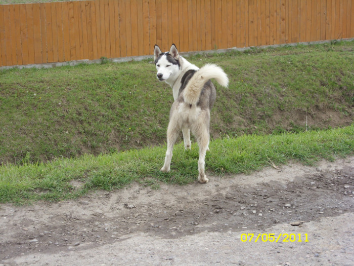 SN851250 - husky