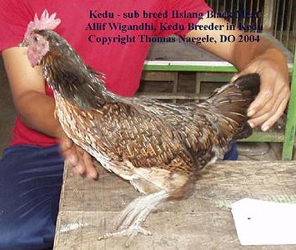 3 - Ayam Kedu