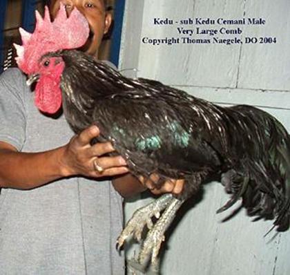 5 - Ayam Kedu