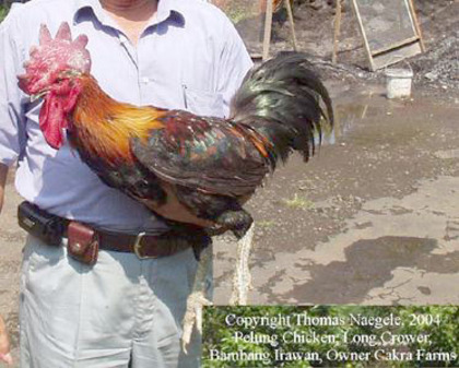 1 - Ayam Pelung