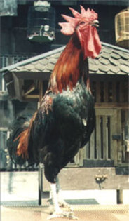 4 - Ayam Pelung