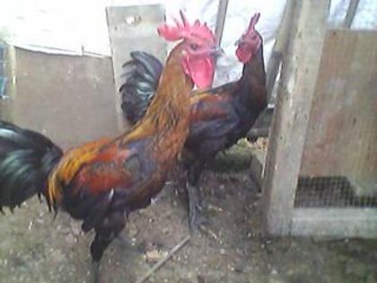 5 - Ayam Pelung