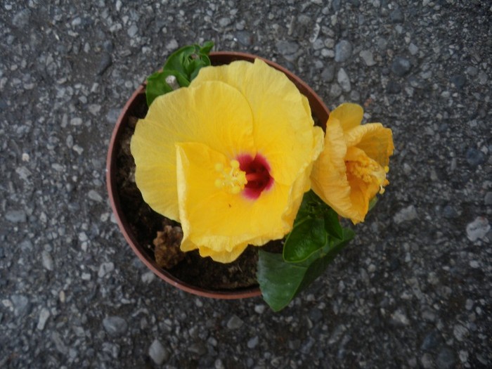 Hibiscus galben 25 lei