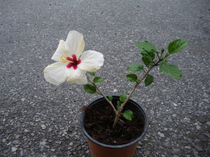 Hibiscus alb 25 lei - PLANTE nedisponibile