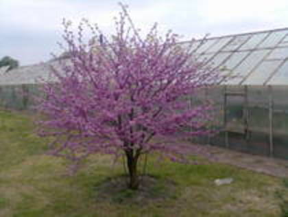 cercis 2009 inflorit - Cercis canadensis