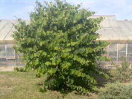 cercis 2009 - Cercis canadensis