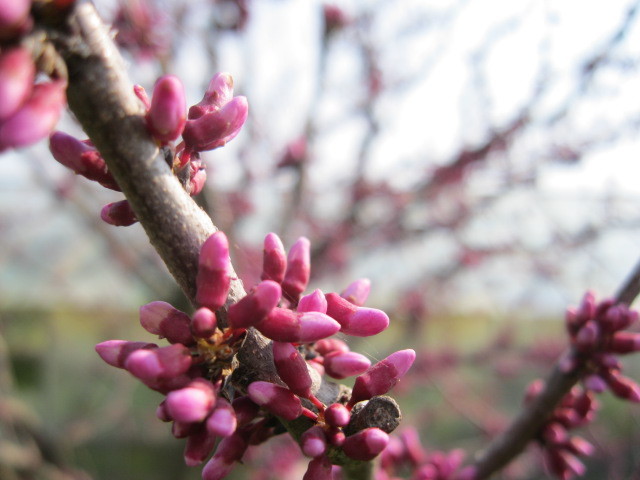 boboci - Cercis canadensis