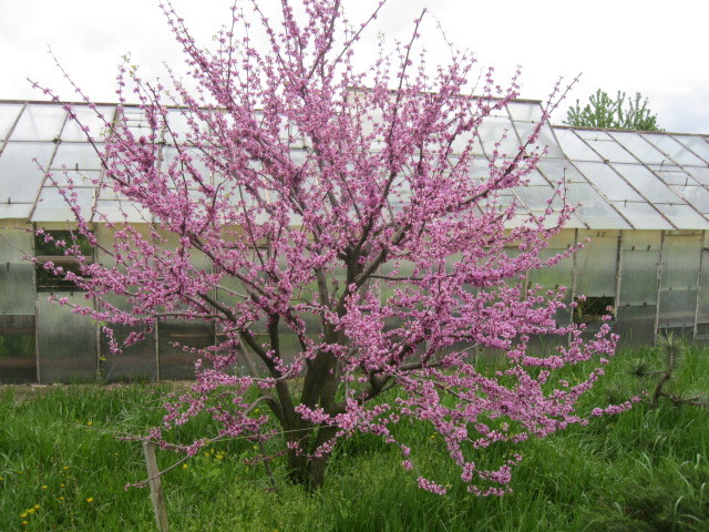 Cercis 2011 - Cercis canadensis