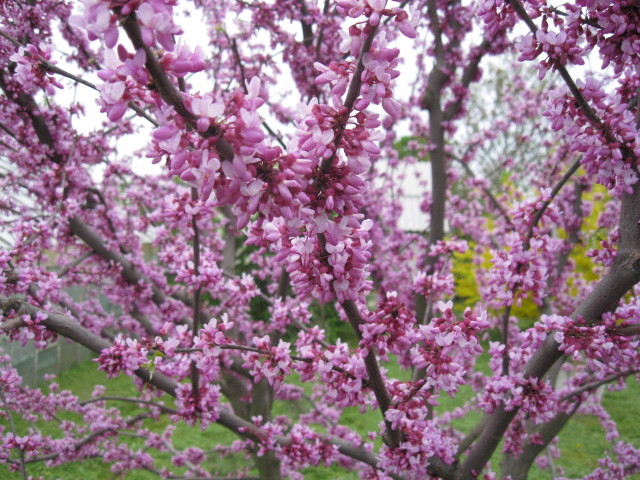 in coroana - Cercis canadensis