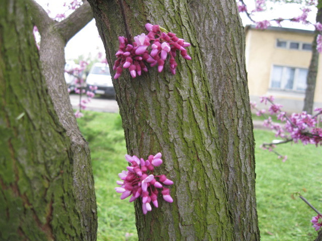 infloreste si direct pe tulpina - Cercis canadensis