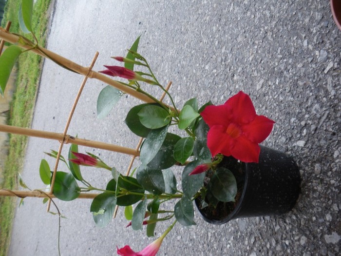 Dipladenia 30 lei - PLANTE nedisponibile