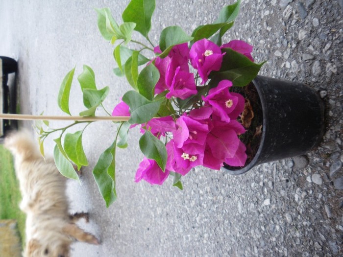 bougainvillea cyclam 25 lei