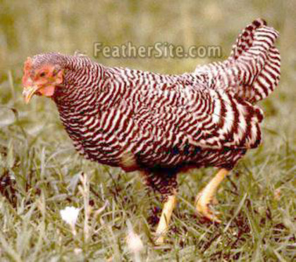 2 - Plymouth Rock Bantams