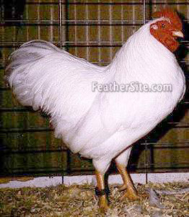 4 - Plymouth Rock Bantams