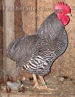 5 - Plymouth Rock Bantams