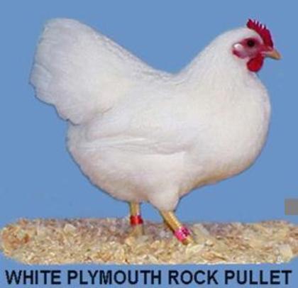 6 - Plymouth Rock Bantams