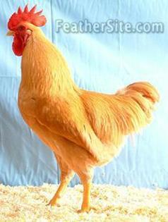 9 - Plymouth Rock Bantams