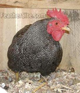 11 - Plymouth Rock Bantams