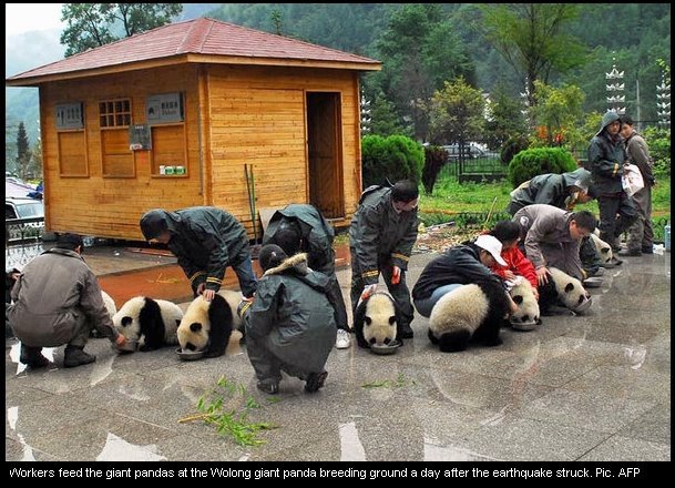 ursuleti panda la micul dejun - citeva poze