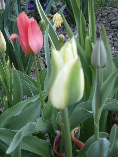 P4190013 - primavara 2011