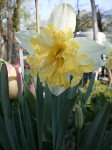 P4190016 - primavara 2011