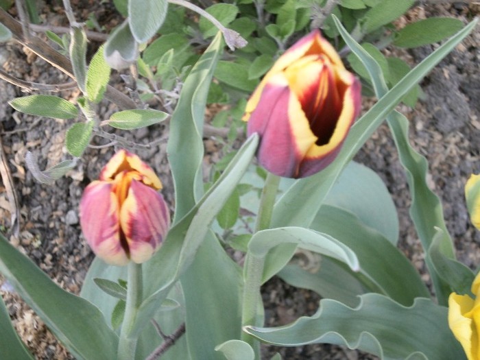 P4190023 - primavara 2011