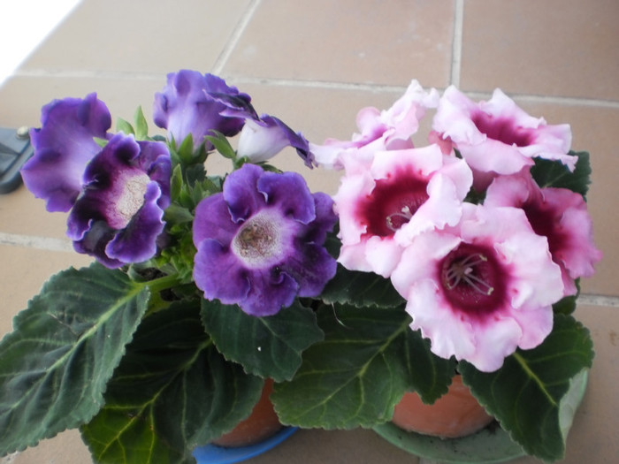 P4300030 - mai 2011