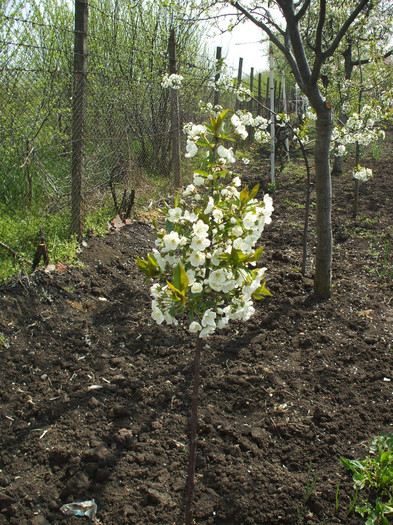 aprilie 2011 visin - Gradina 2011