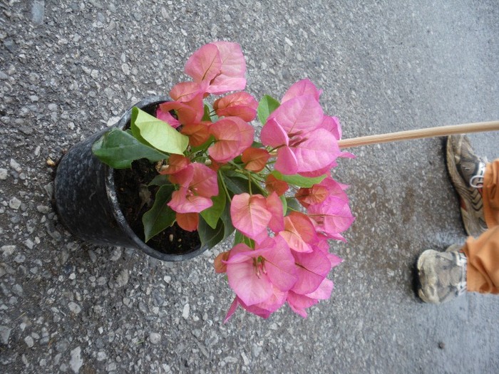 bougainvillea cyclam portocaliu 30 lei