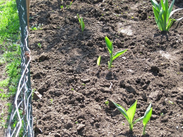 Canna Indica - Flori in gradina 2011