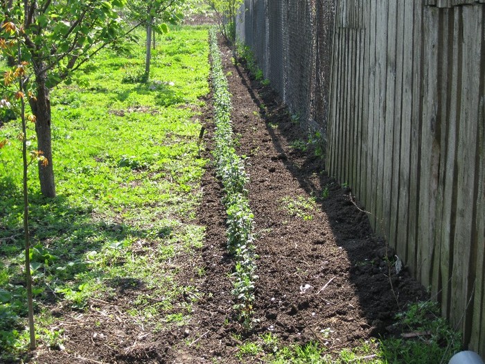 Tufanele - Flori in gradina 2011