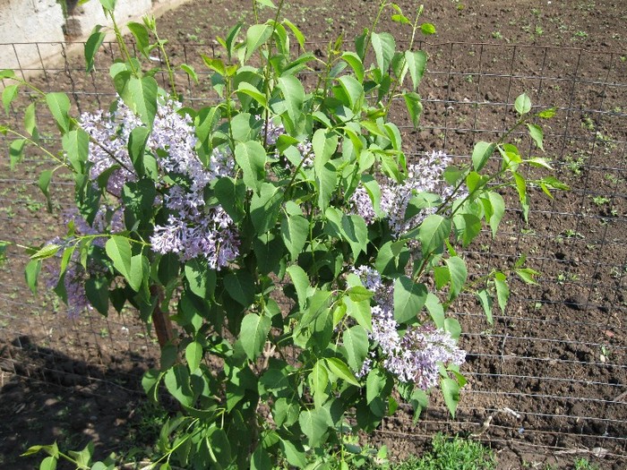 Liliac - Flori in gradina 2011