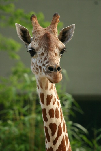 giraffe-animals-172255_500_750