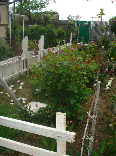 MINI-ROSA,A CRESCUT!!!