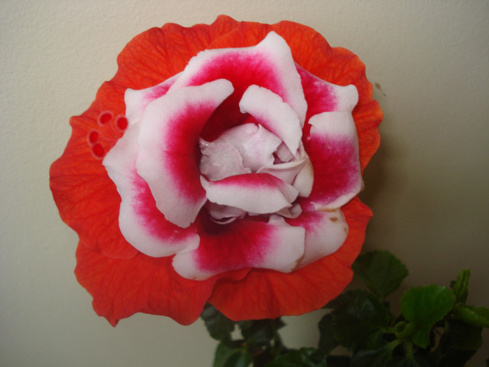 HIBISCOGLOSINOS:))) - FLORILE MELE -ALBUM2