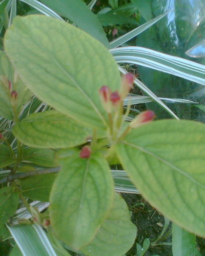 Picture 005 - Diverse flori