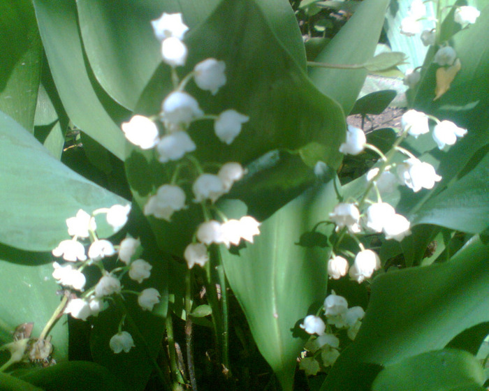 Picture 016 - Diverse flori