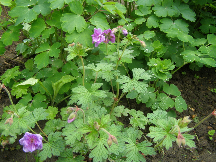 Geranium