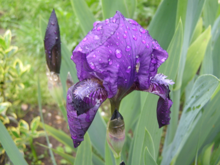 Iris - Gradina 2011