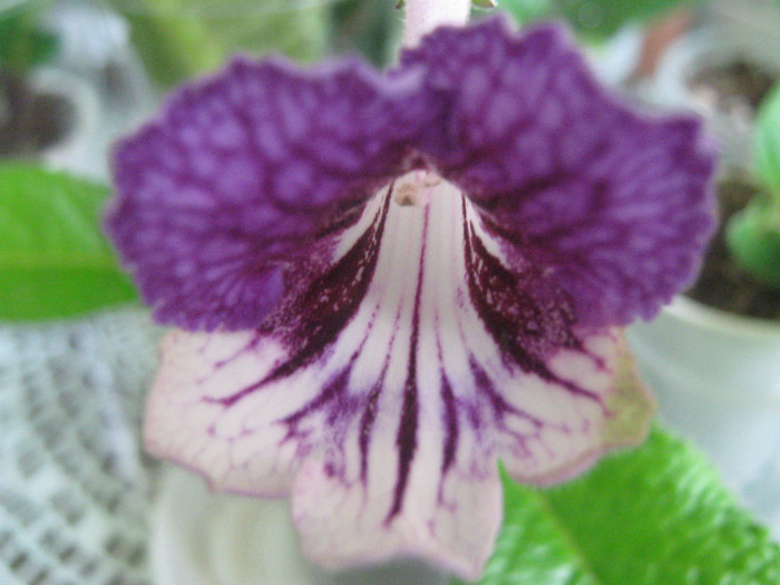  - streptocarpus CF Giselle