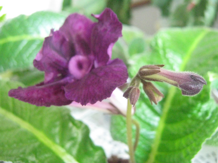 Picture 1397 - streptocarpus Black Gardenia