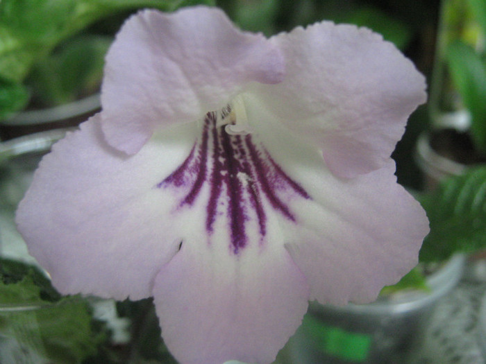  - streptocarpus Winter Mint