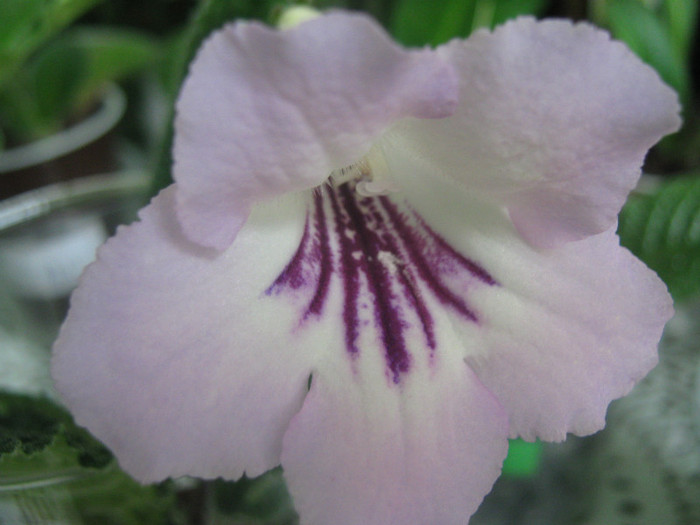  - streptocarpus Winter Mint